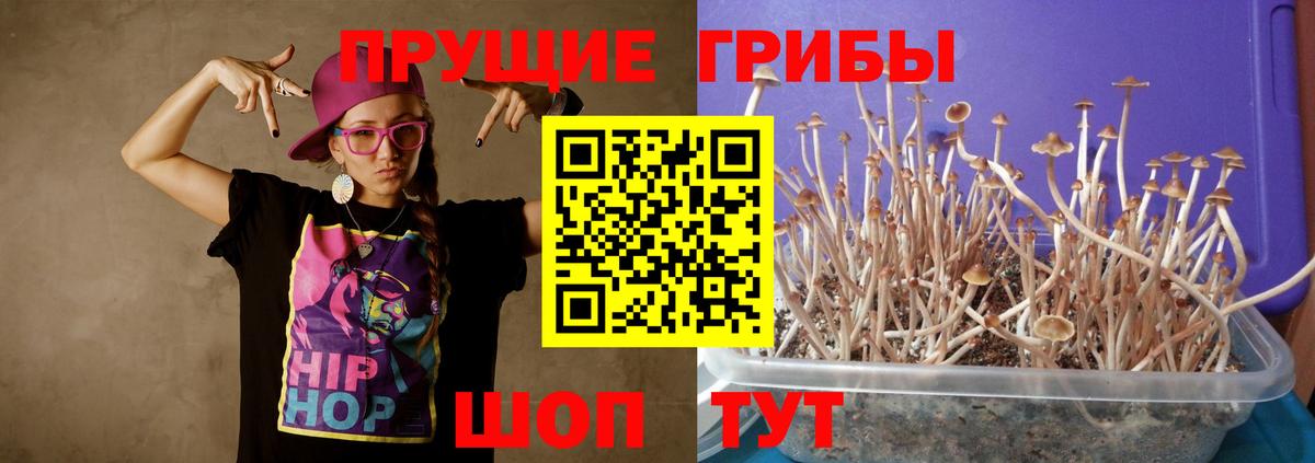 Галлюциногенные грибы Psilocybe Усолье-Сибирское